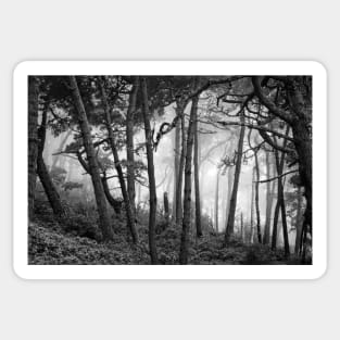 Fog In Scenic Forest At Point Reyes National Seashore Sticker